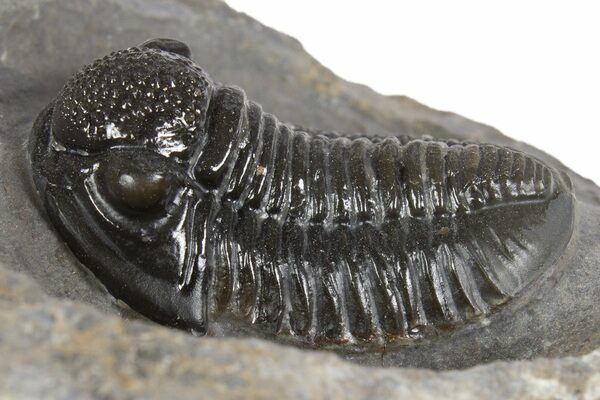 A classic Proetid trilobite (Gerastos) from Morocco.